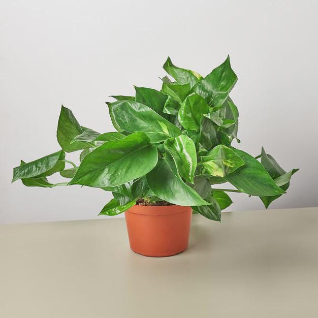 Pothos 'Golden' Indoor Plants 6" Pot / Nursery Pot Austin Jungle Co.
