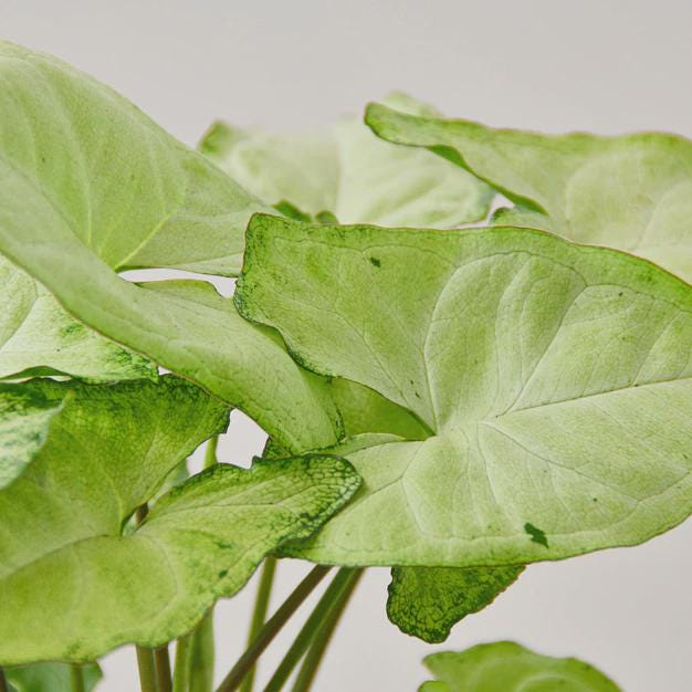 Syngonium White Butterfly 4" Plant 3" Pot Austin Jungle Co.