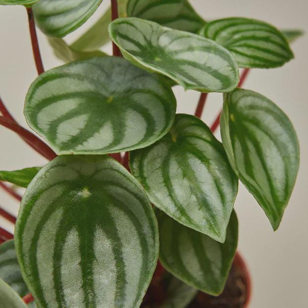 Peperomia Watermelon Indoor Plants 4" Pot / Terra Cotta Eco Pot Austin Jungle Co.