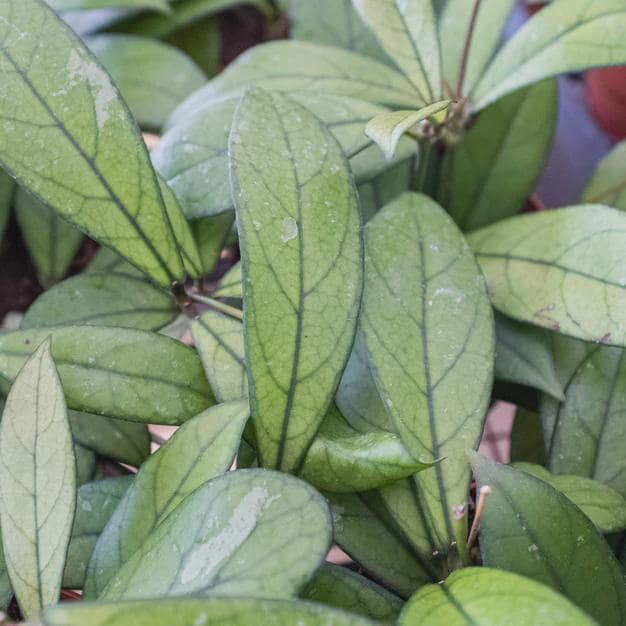 Hoya 'Crassipetiolata' 4" Plant 4" Pot Austin Jungle Co.