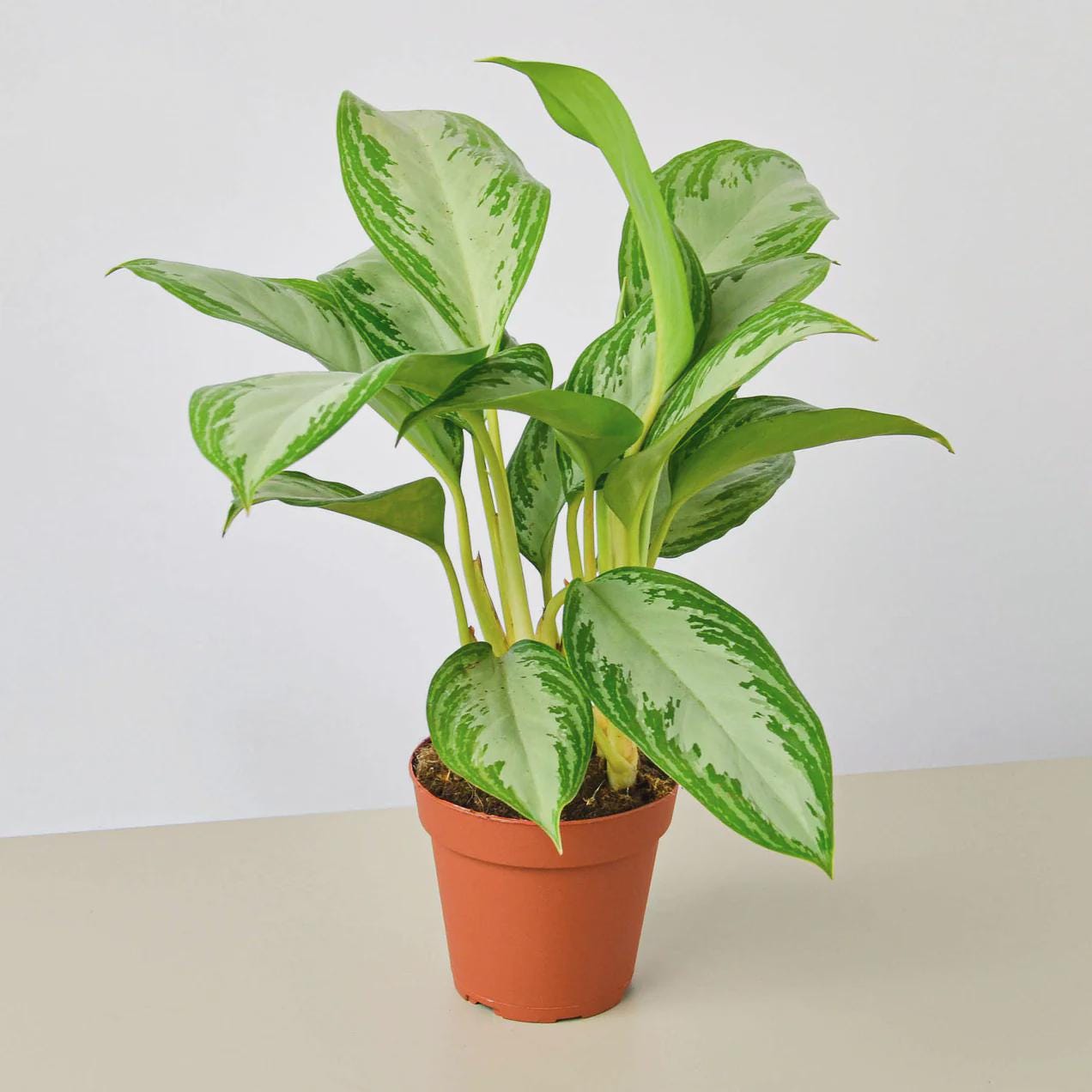 Chinese Evergreen 'Silver Bay' Indoor Plants 4" Pot Austin Jungle Co.