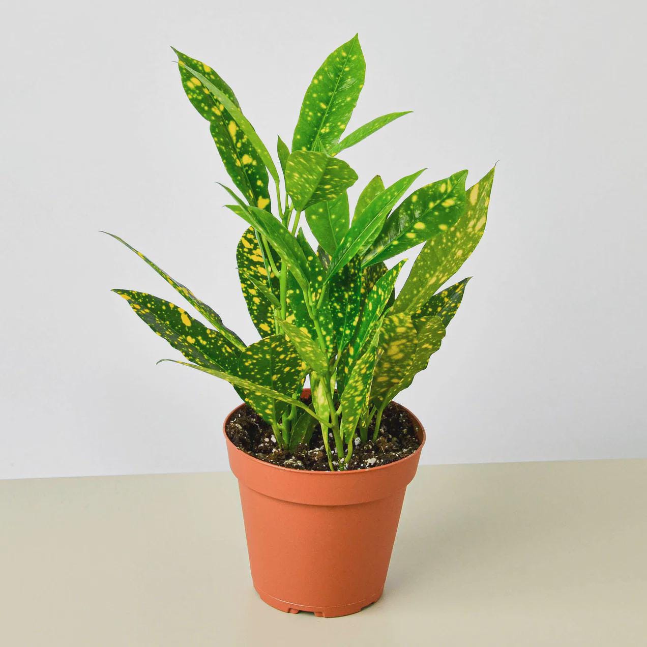 Croton 'Gold Dust' Indoor Plants 3" Pot Austin Jungle Co.