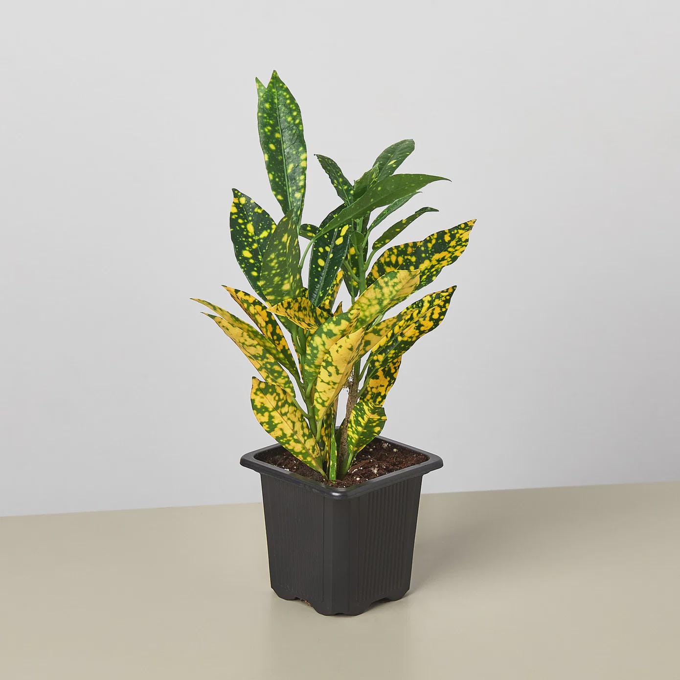 Croton 'Gold Dust' Indoor Plants 3" Pot Austin Jungle Co.