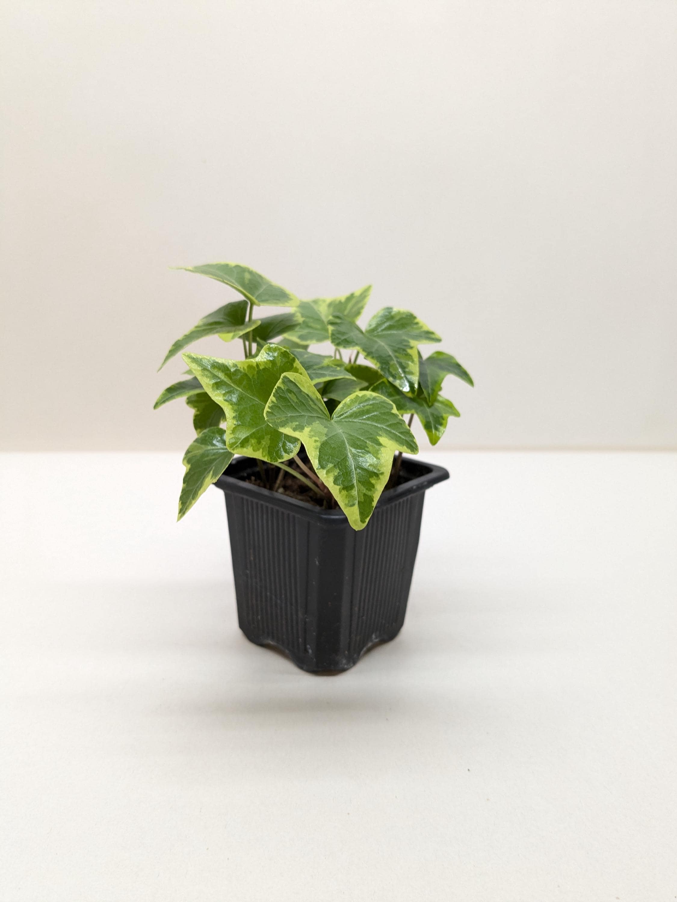English Ivy Gold Child Default 3" Pot Austin Jungle Co.