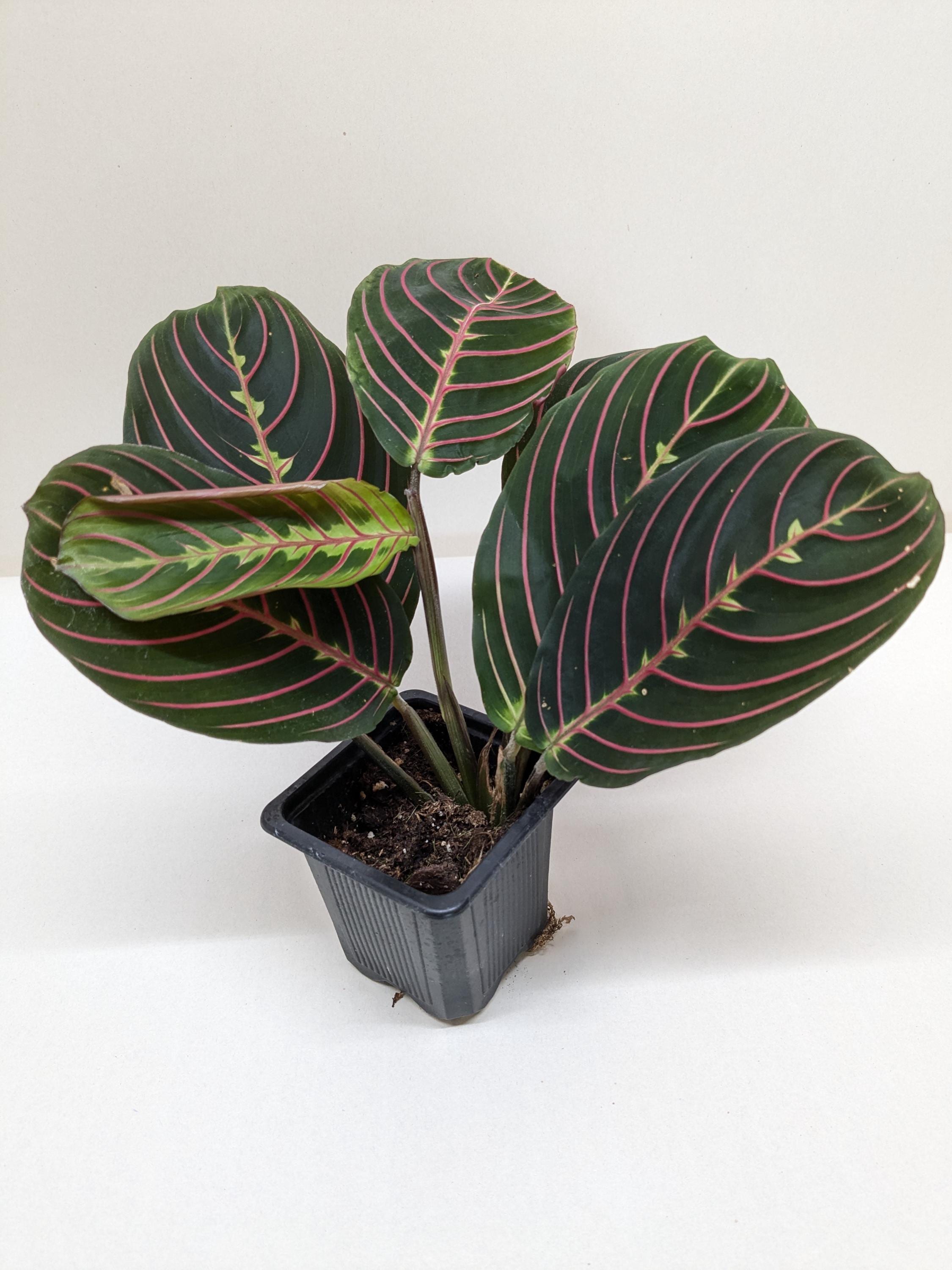 Maranta Red Prayer Plant Indoor Plants 3" Pot / Nursery Pot Austin Jungle Co.