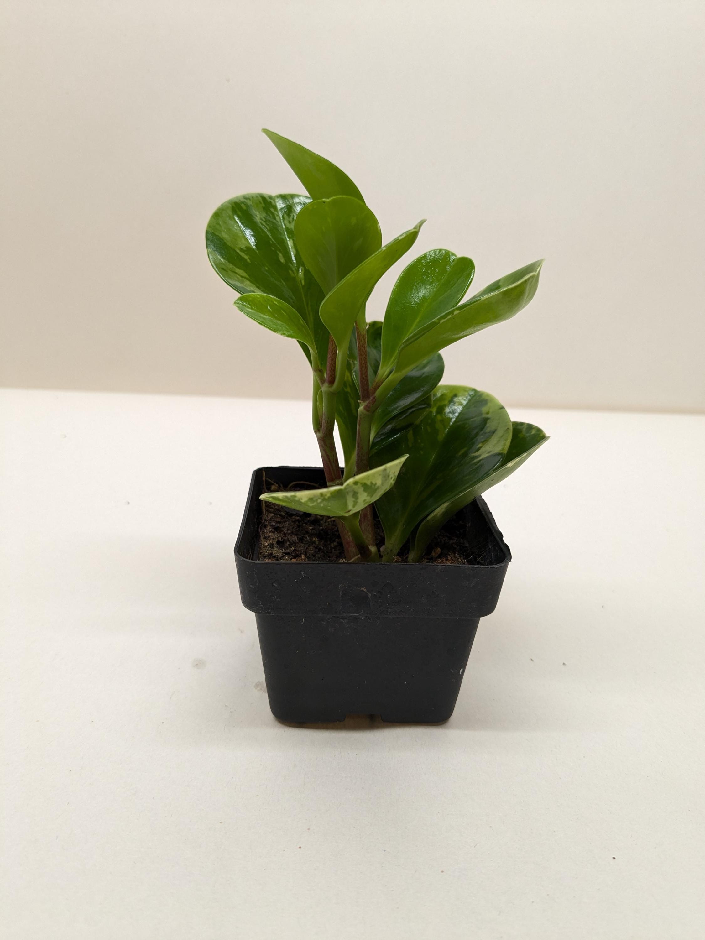 Peperomia 'Marble' Indoor Plants 3" Pot Austin Jungle Co.
