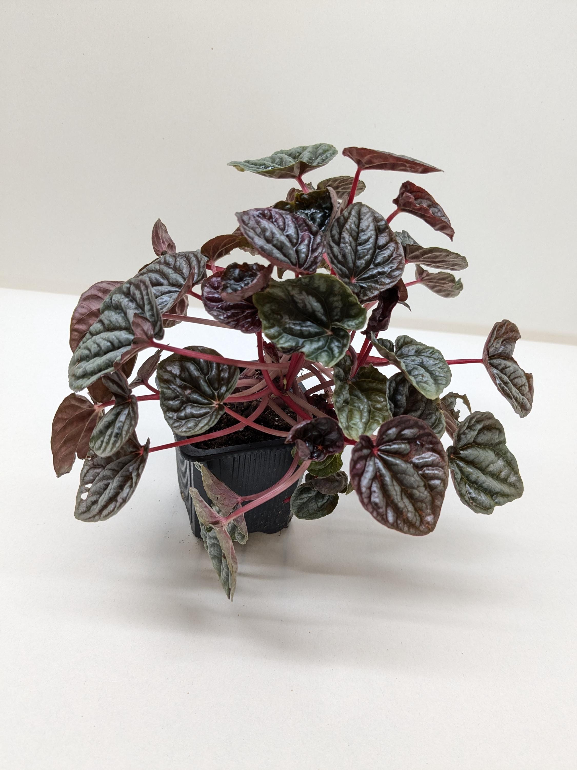 Peperomia 'Ripple Red' 4" Plant (1) ($4) 3" Pot Austin Jungle Co.