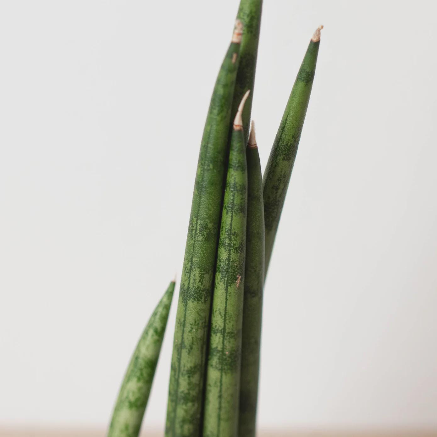 Snake Plant Cylindrica 4" Plant 3" Pot Austin Jungle Co.
