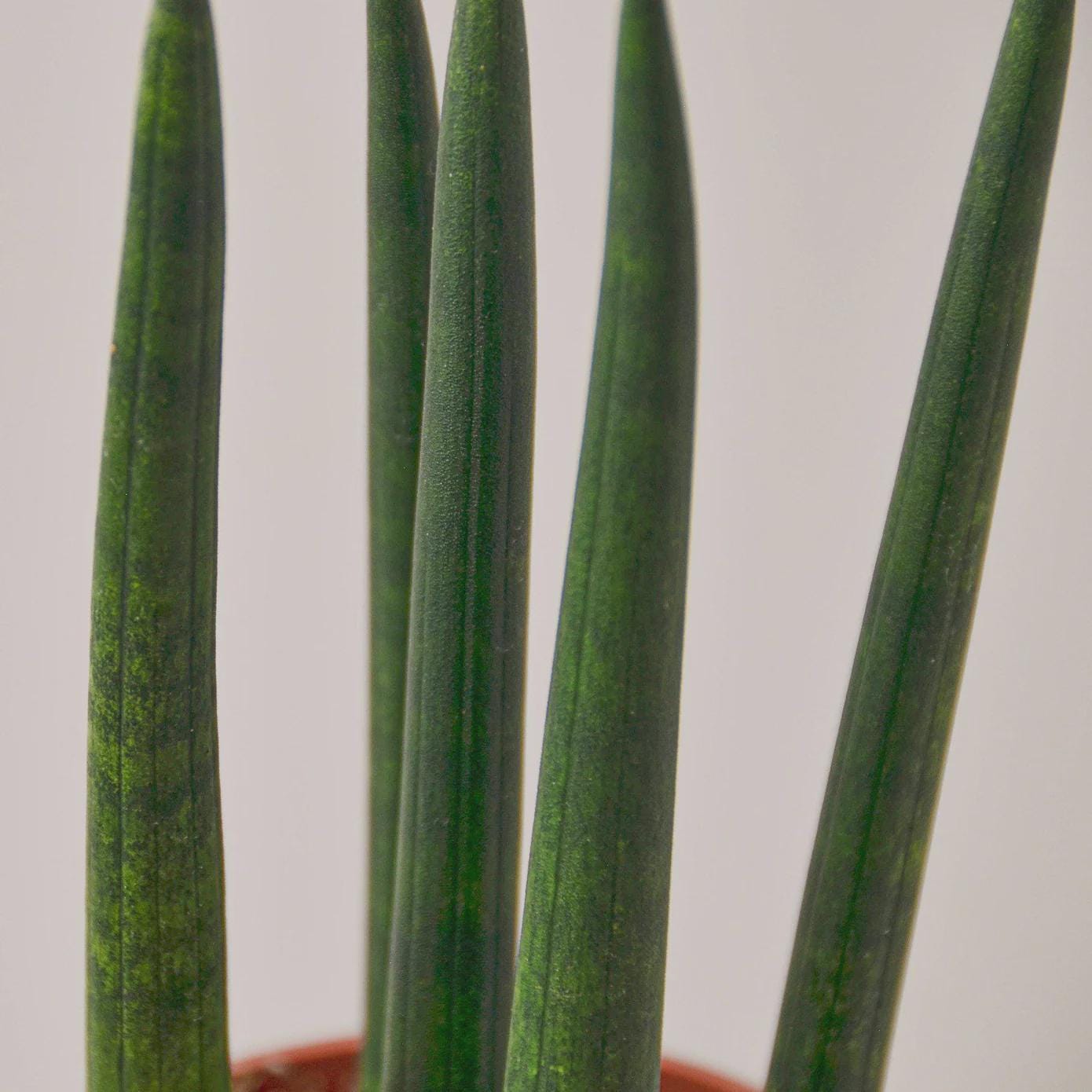 Snake Plant Cylindrica 4" Plant 3" Pot Austin Jungle Co.