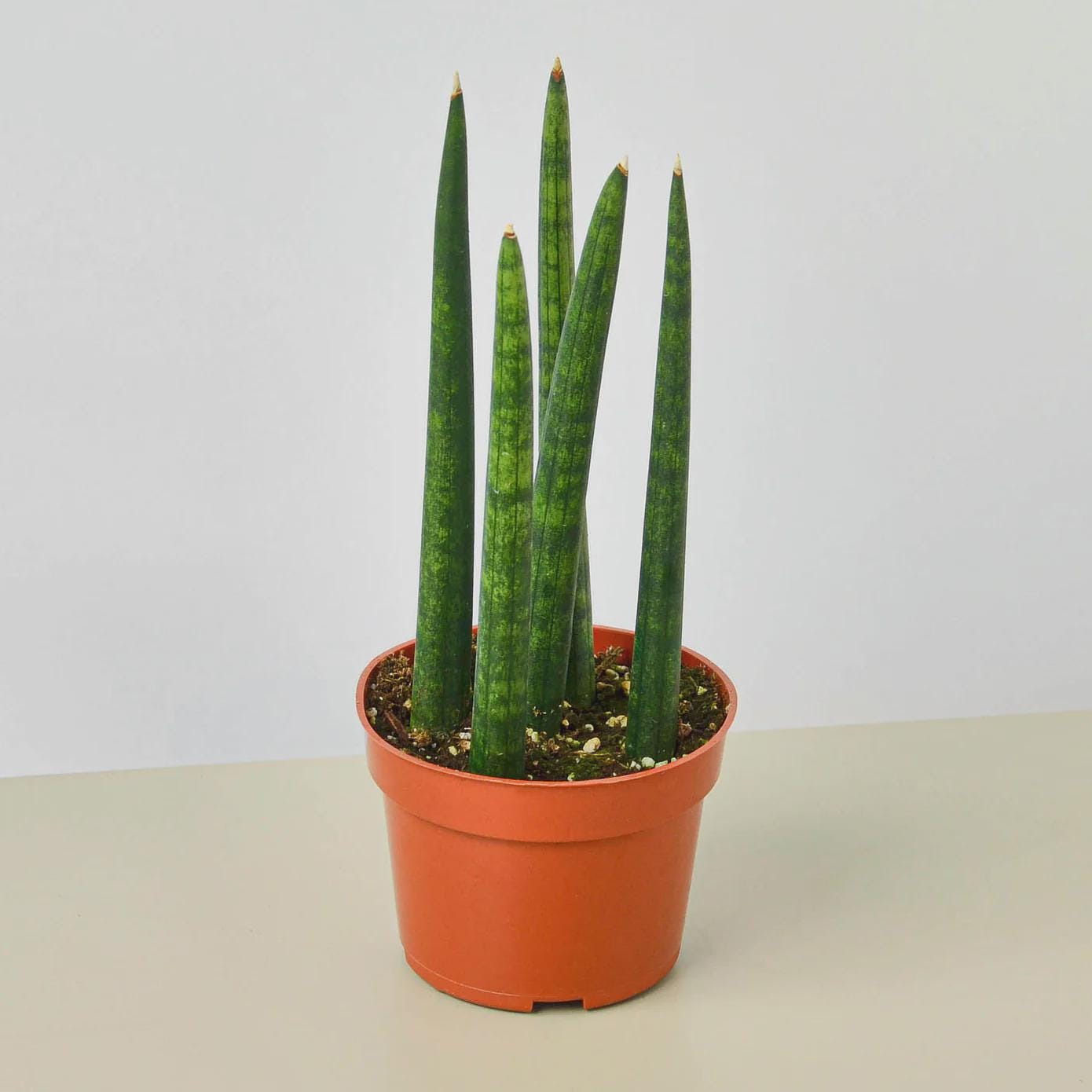 Snake Plant Cylindrica 4" Plant 3" Pot Austin Jungle Co.