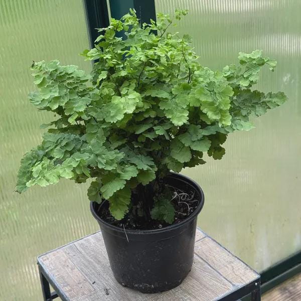 Maidenhair Fern Indoor Plants 4" Pot / Nursery Pot Austin Jungle Co.