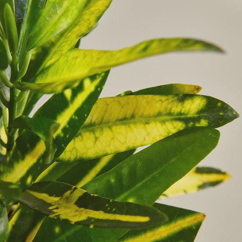 Croton 'Sunny Star' Indoor Plants 4" Pot Austin Jungle Co.