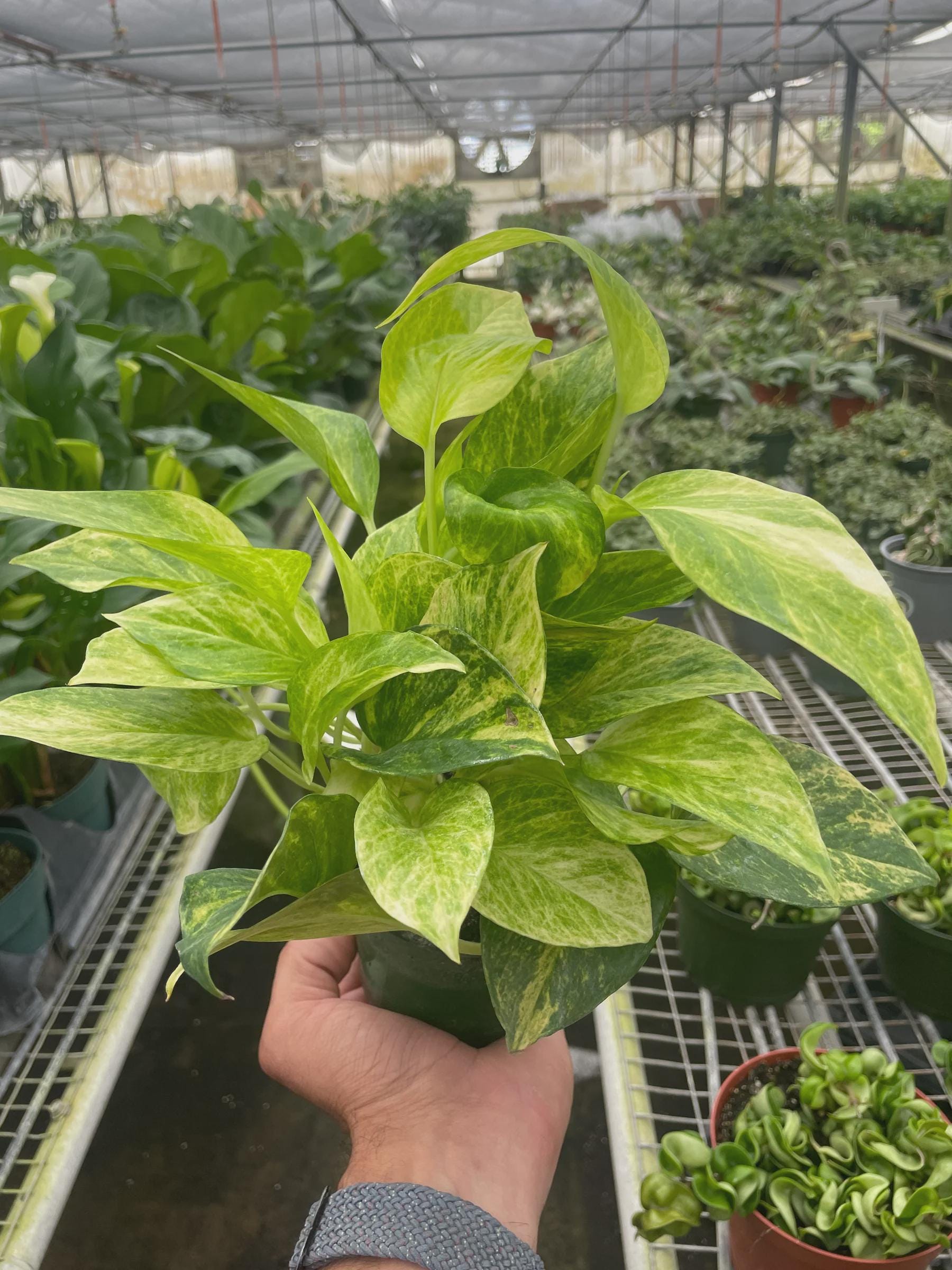 Pothos 'Neon Queen' Indoor Plants 4" Pot Austin Jungle Co.