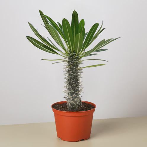 Pachypodium 'lamerei' (Madagascar Palm) Indoor Plants 4" Pot Austin Jungle Co.