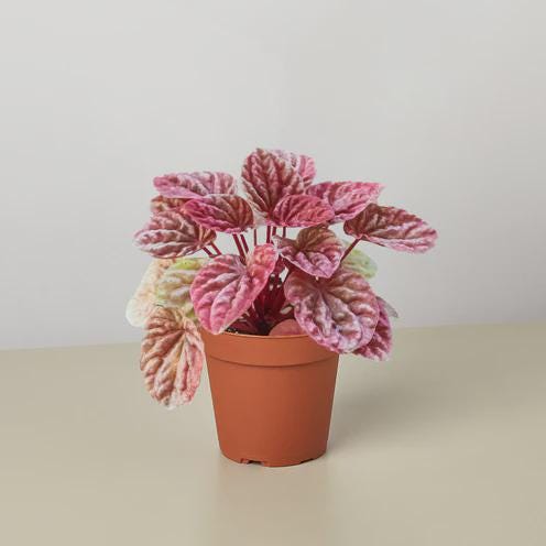 Peperomia 'Quito' 4" Plant (1) ($4) 4" Pot Austin Jungle Co.