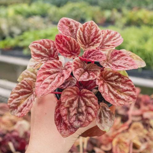 Peperomia 'Quito' 4" Plant (1) ($4) 4" Pot Austin Jungle Co.