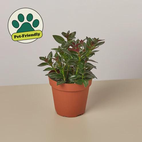 Nematanthus Black Goldfish Plant Default 4" Pot Austin Jungle Co.