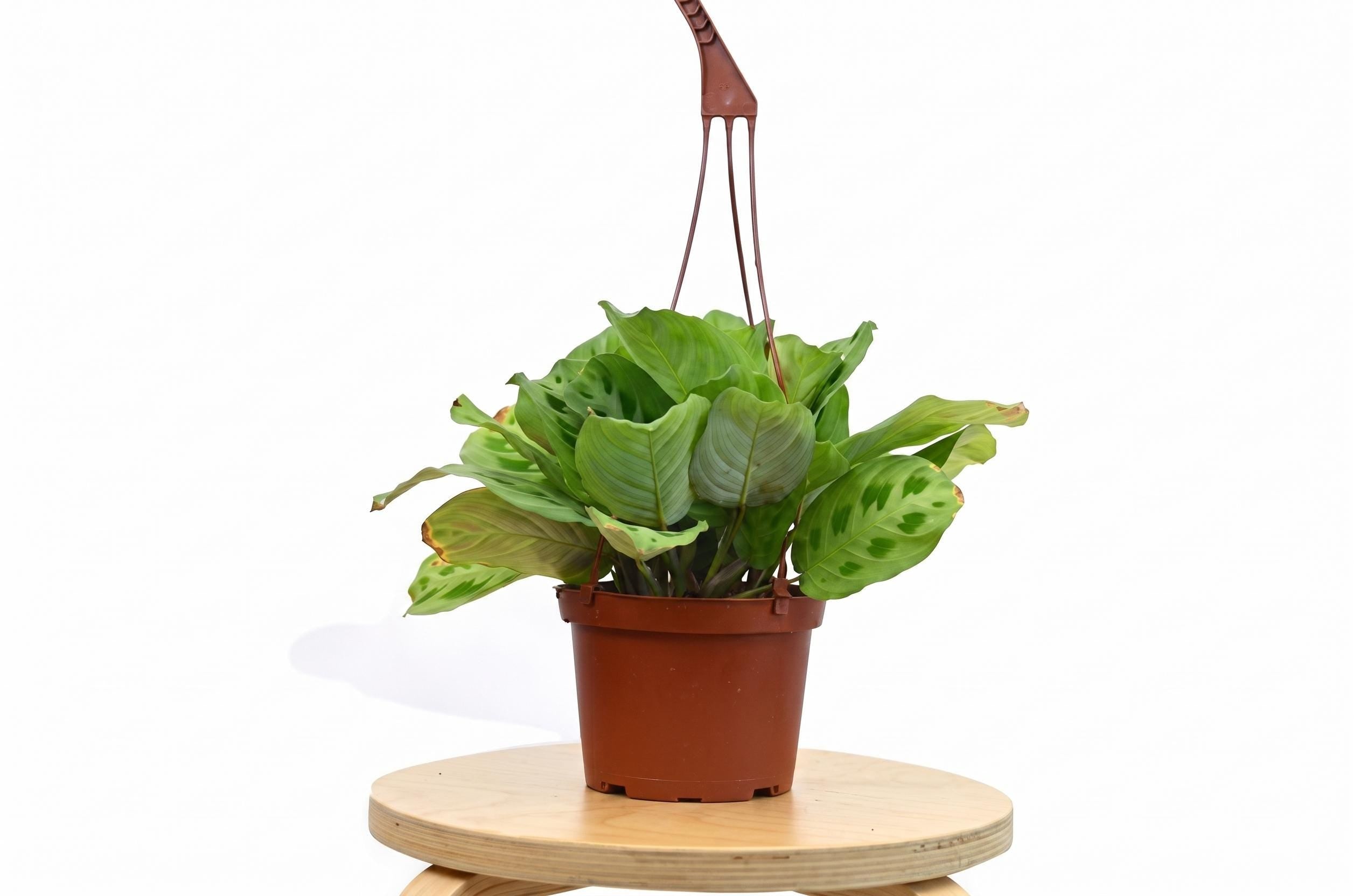Maranta 'Leuconeura' 4" Plant (1pk/$2) ($6 Ship/15oz) 3" Pot Austin Jungle Co.
