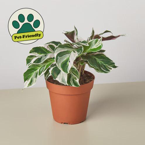 Calathea 'White Fusion' 2" Pot Austin Jungle Co.