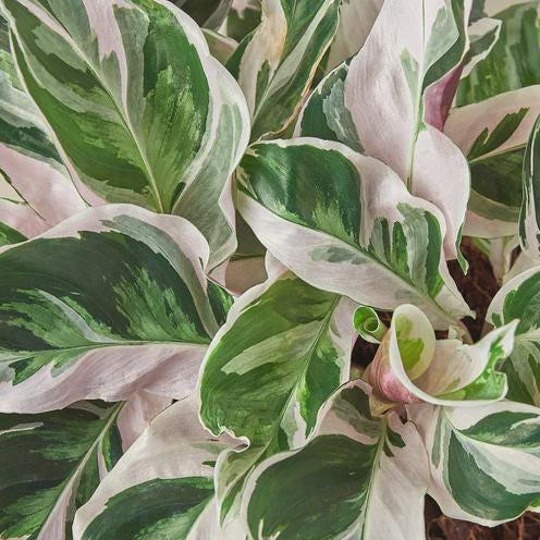 Calathea 'White Fusion' 2" Pot Austin Jungle Co.