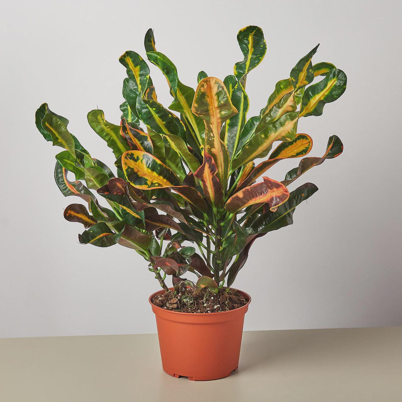Croton 'Mammy' Indoor Plants 3" Pot Austin Jungle Co.