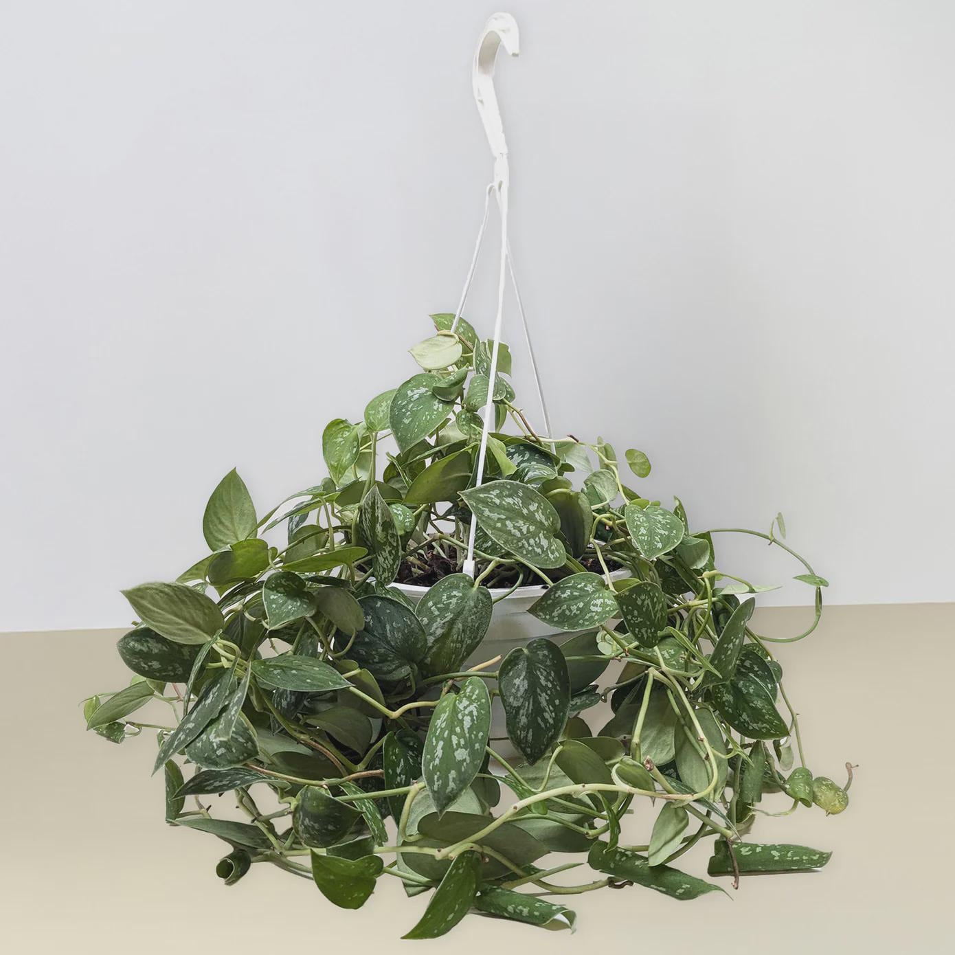 Pothos 'Satin' Indoor Plants 8" Pot / Nursery Pot Austin Jungle Co.