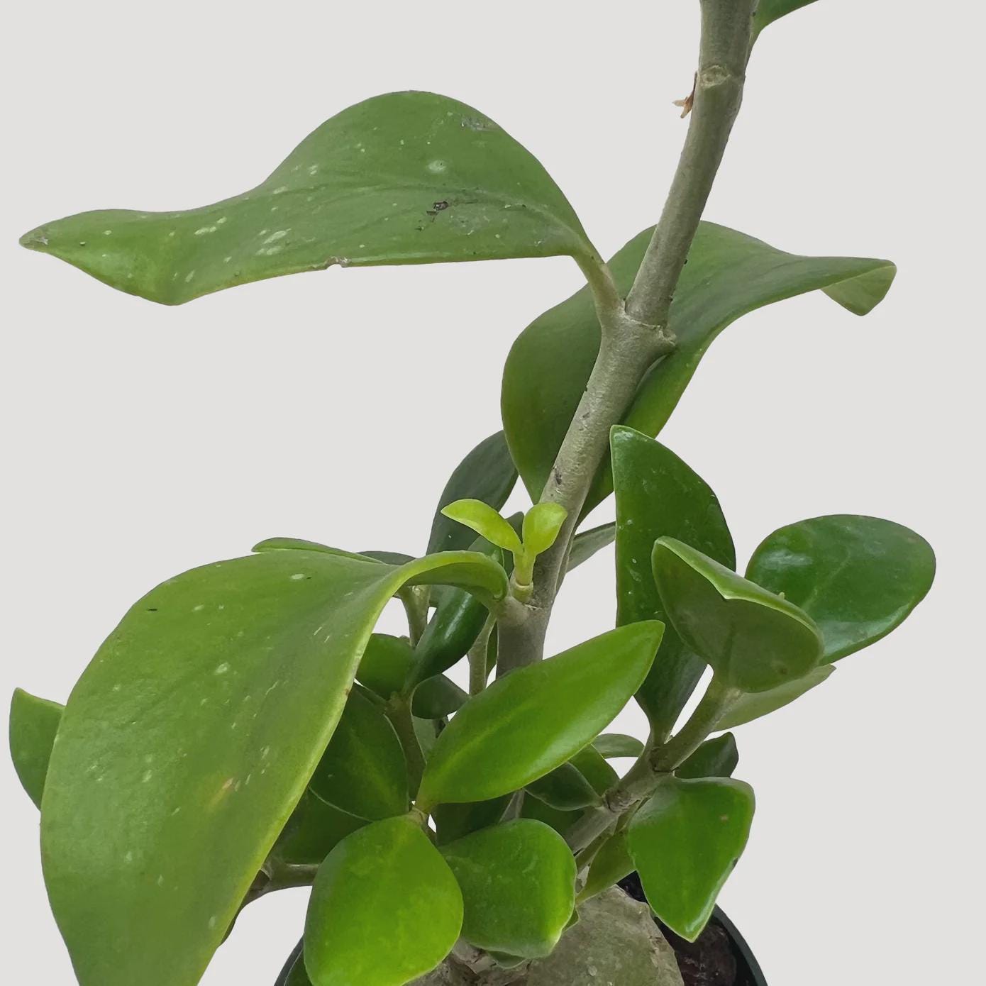 Ant Plant 4" Pot Austin Jungle Co.