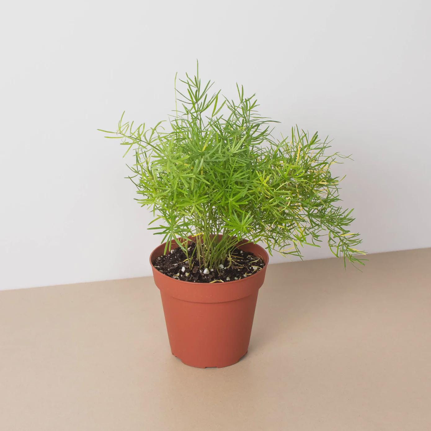 Fern 'Sprengeri' 6" Plant (1) ($10) 4" Pot Austin Jungle Co.