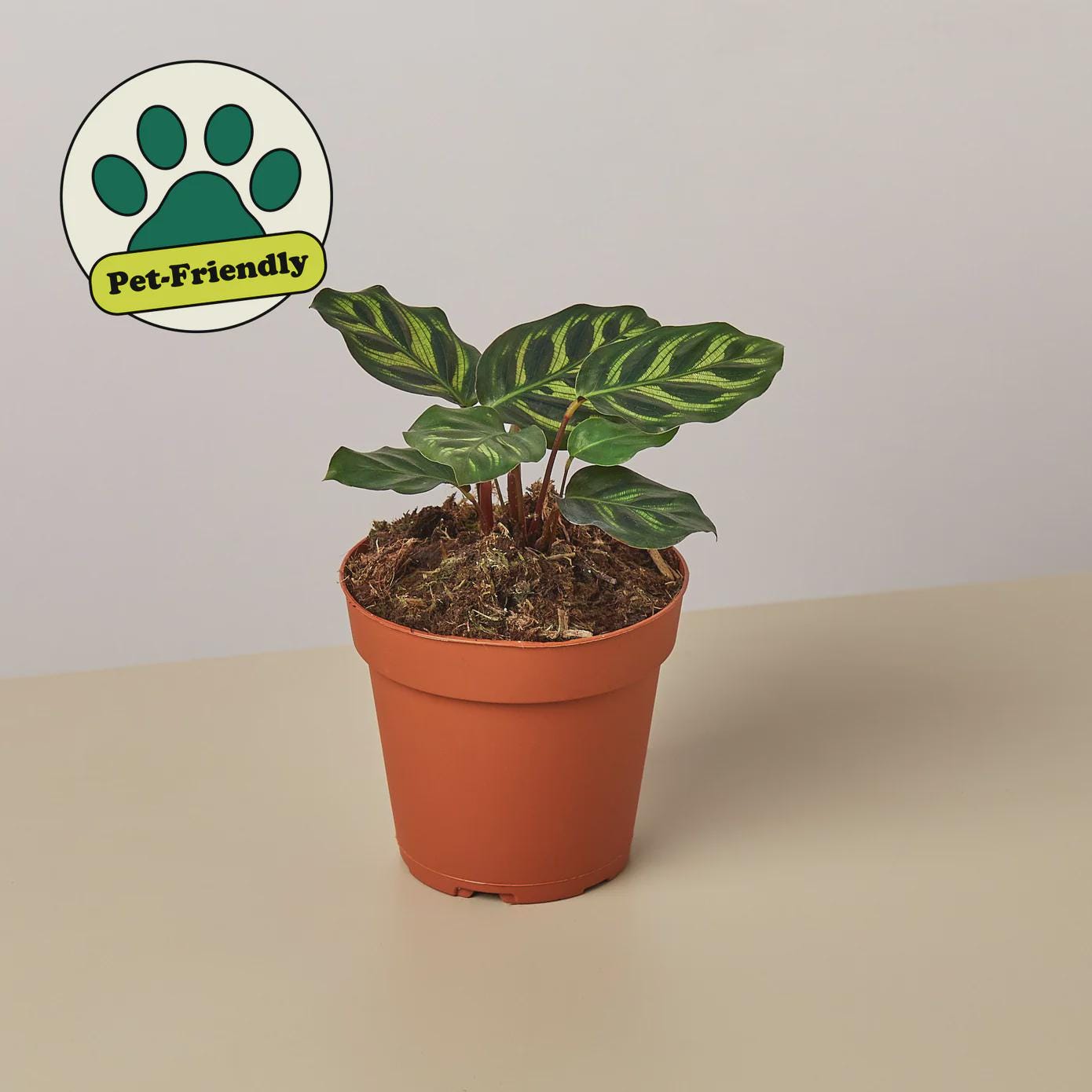 Calathea 'Makoyana' 4" Plant 2" Pot Austin Jungle Co.