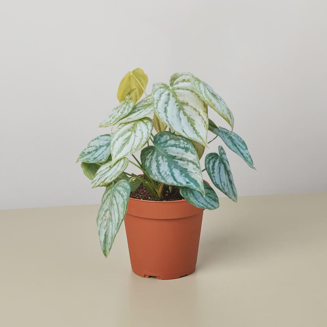 Philodendron 'Brandtianum' Indoor Plants 4" Pot Austin Jungle Co.