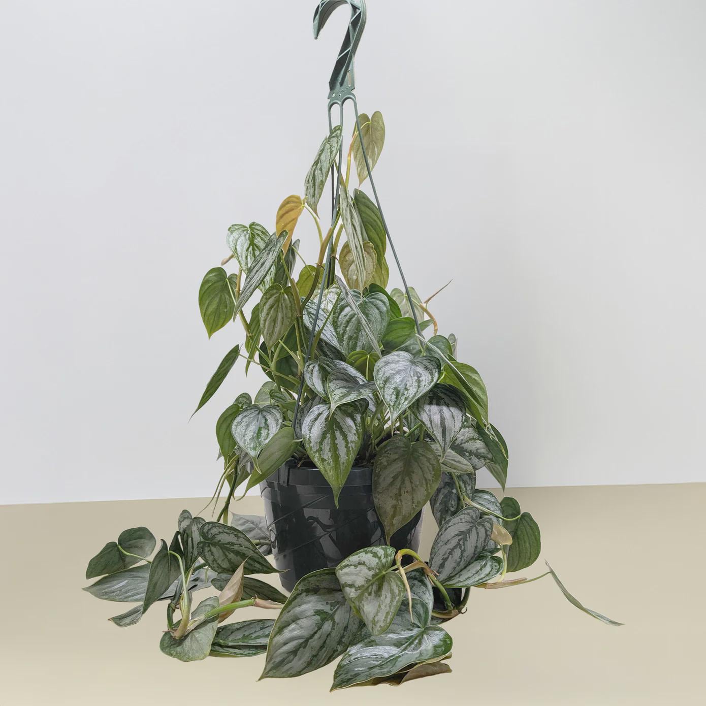 Philodendron 'Brandtianum' Indoor Plants 4" Pot Austin Jungle Co.