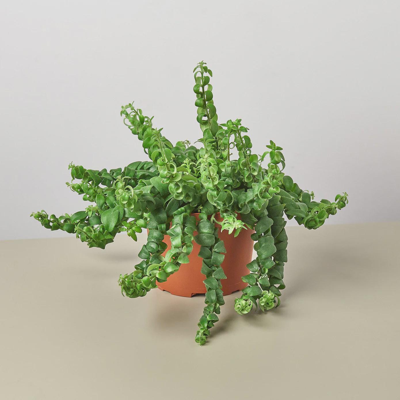 Curly Lipstick Plant Indoor Plants 3" Pot Austin Jungle Co.