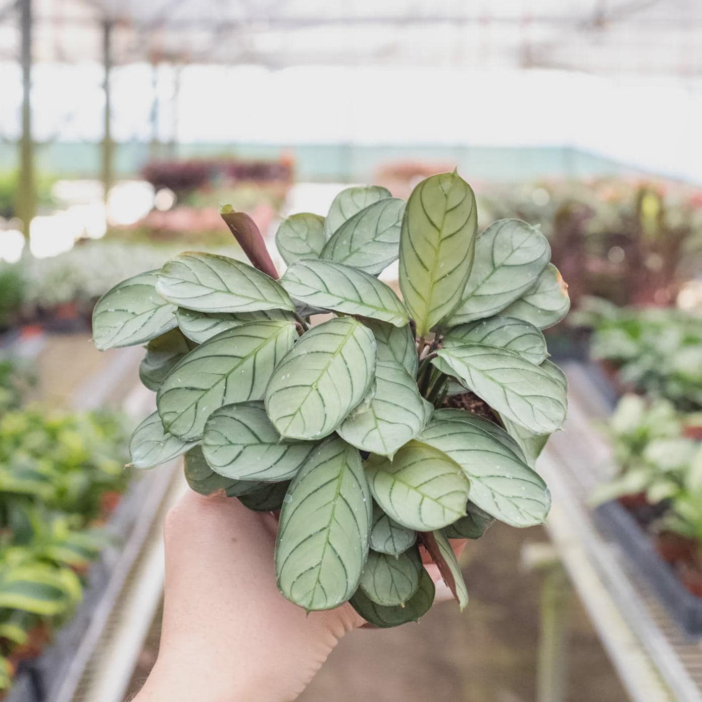 Ctenanthe burle-marxii 'Amagris' Indoor Plants 4" Pot Austin Jungle Co.