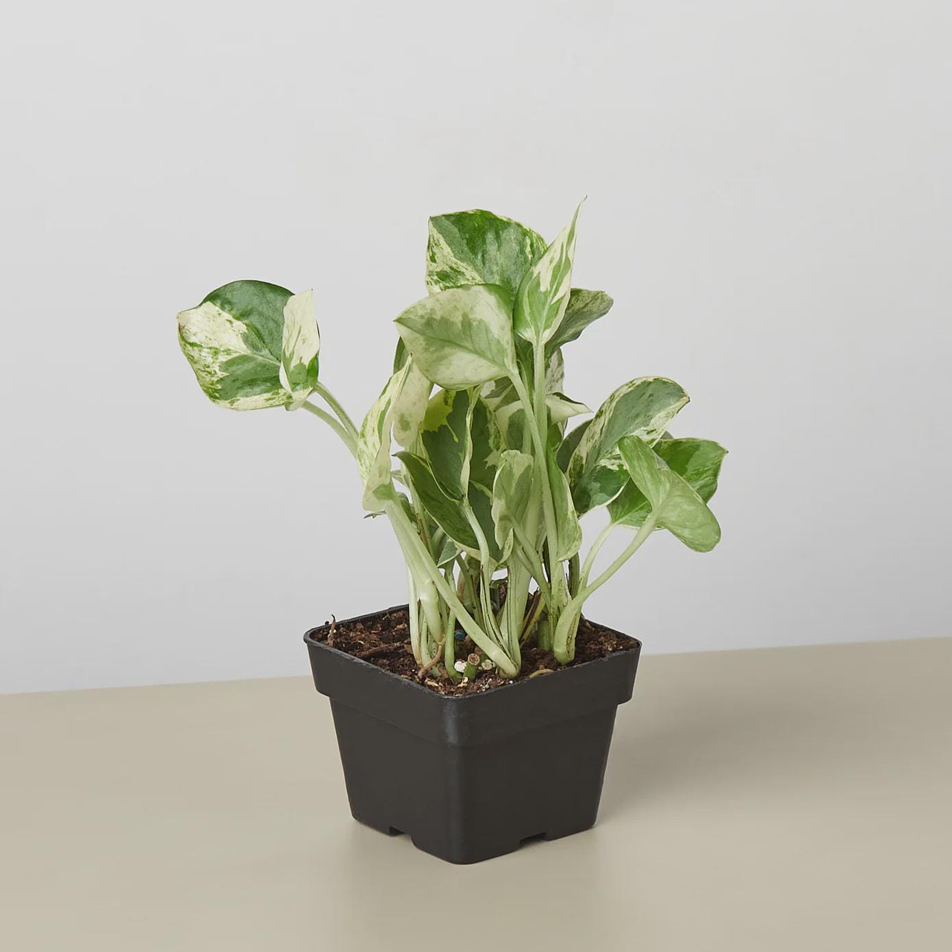 Pothos 'N'joy' Indoor Plants 3" Pot / Nursery Pot Austin Jungle Co.