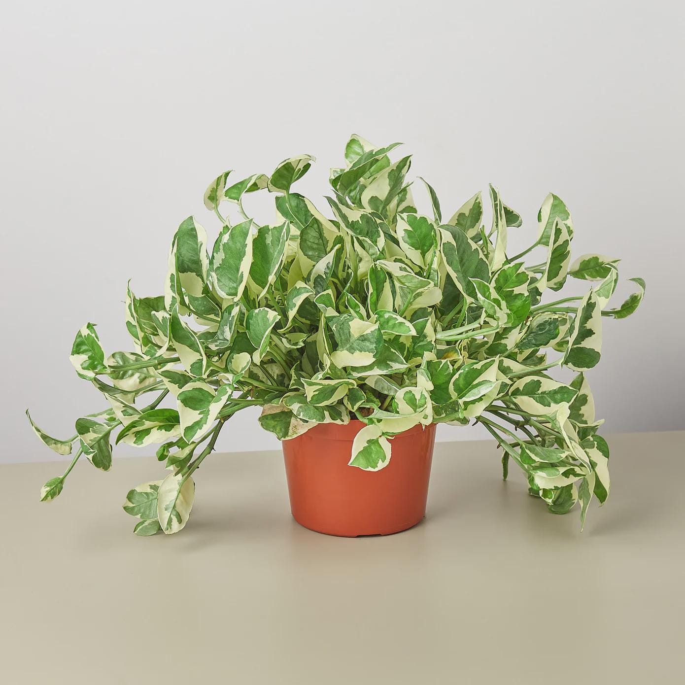 Pothos 'N'joy' Indoor Plants 6" Pot / Nursery Pot Austin Jungle Co.