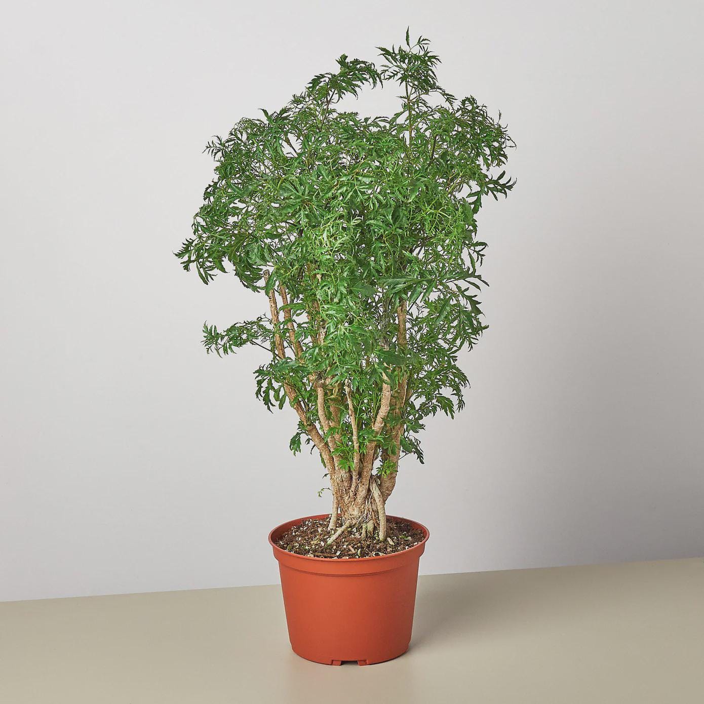 Aralia Ming Stump Plant Default 4" Pot Austin Jungle Co.