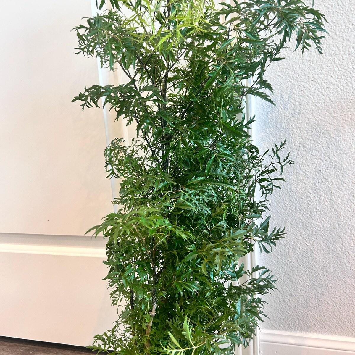 Aralia Ming Stump Plant Default 4" Pot Austin Jungle Co.