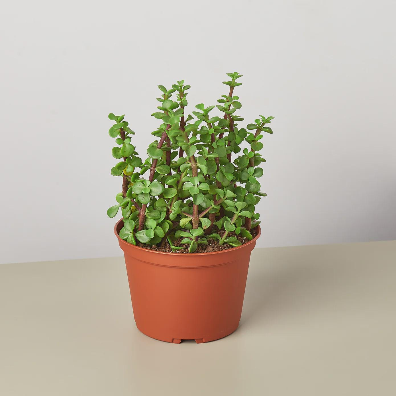 Succulent 'Elephant Bush' Succulent 4" Pot Austin Jungle Co.