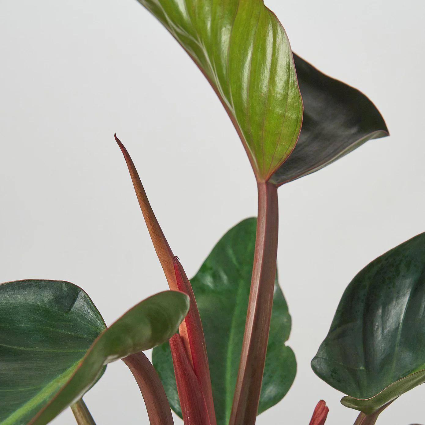 Philodendron 'Congo Rojo' 6" Plant 4" Pot Austin Jungle Co.
