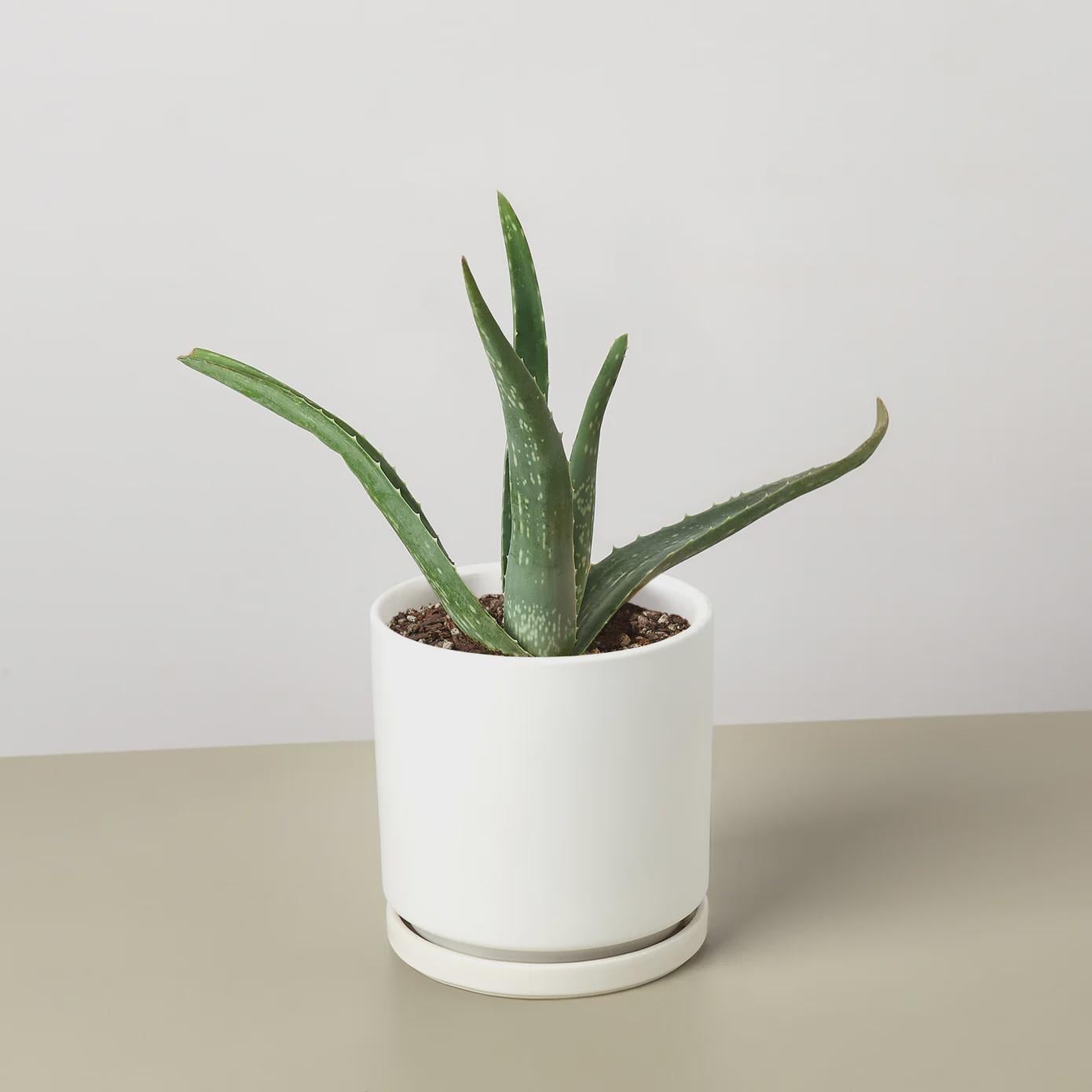 Aloe Vera Aloe 3" Pot / Nursery Pot Austin Jungle Co.