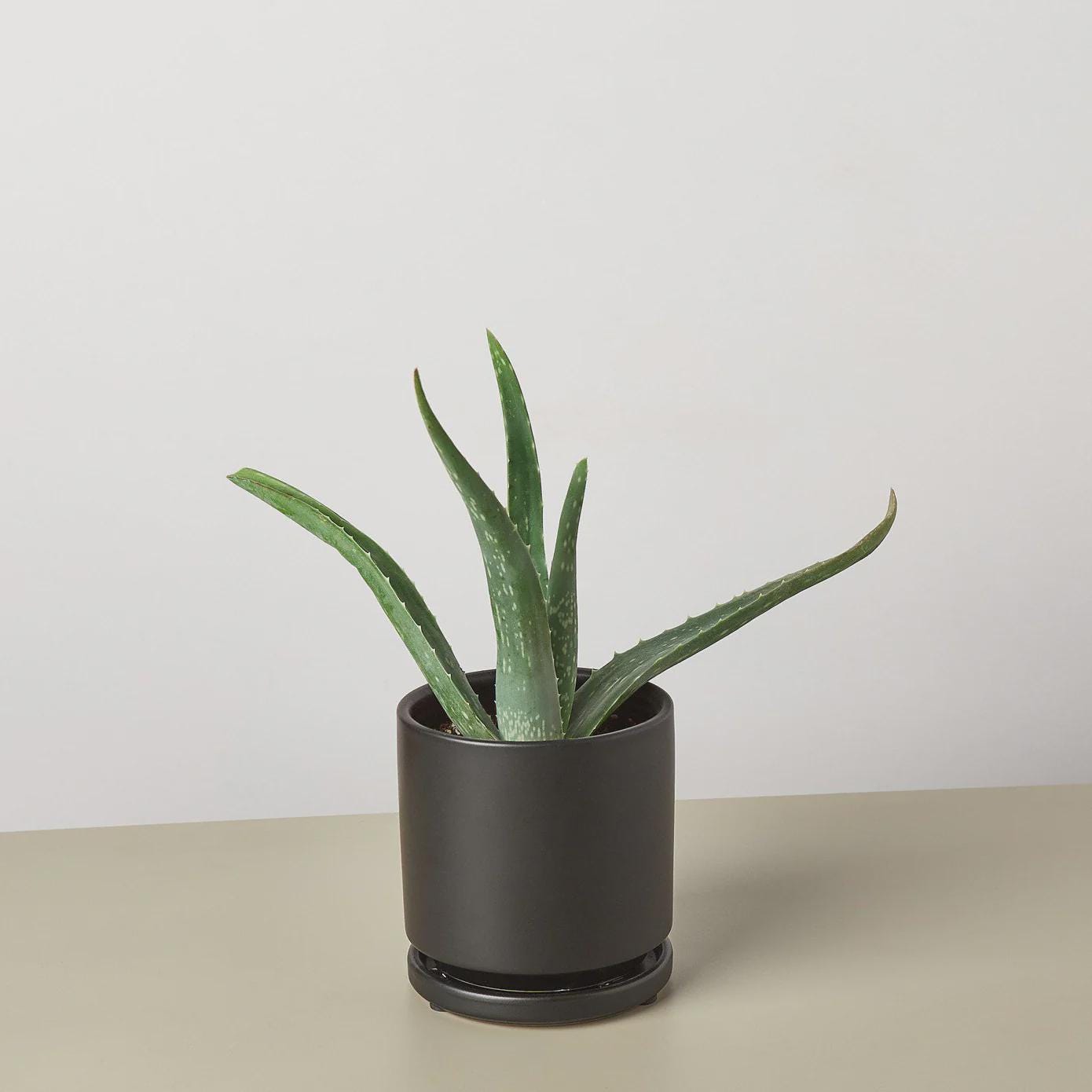 Aloe Vera Aloe 3" Pot / Nursery Pot Austin Jungle Co.