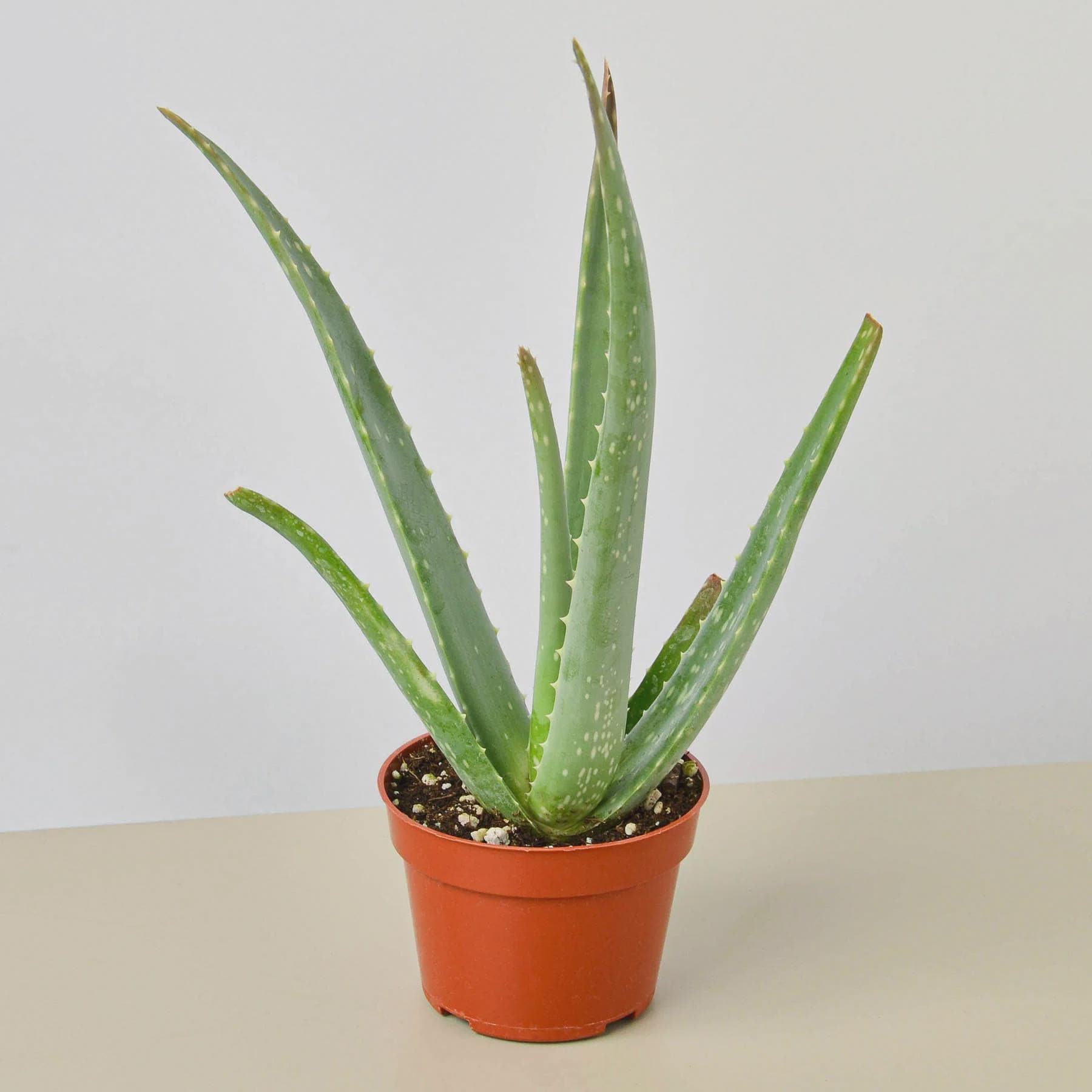 Aloe Vera Aloe 3" Pot / Nursery Pot Austin Jungle Co.