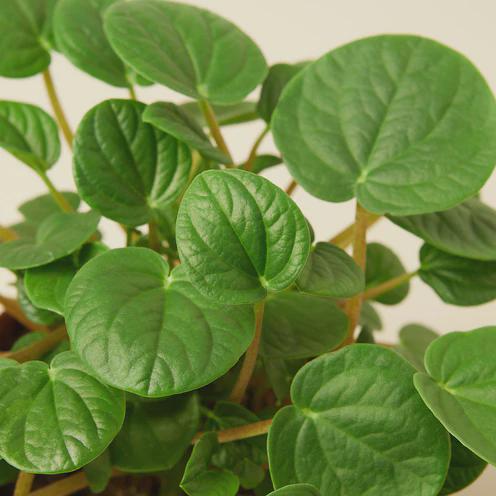 Peperomia 'Rana Verde' Indoor Plants 4" Pot Austin Jungle Co.