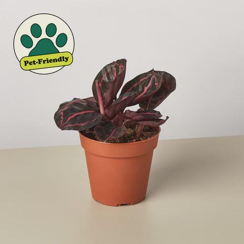 Calathea 'Dottie' 4" Plant 4" Pot Austin Jungle Co.