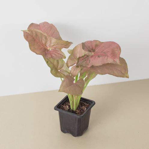 Syngonium Strawberry Indoor Plants 3" Pot Austin Jungle Co.