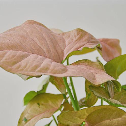 Syngonium Strawberry Indoor Plants 3" Pot Austin Jungle Co.