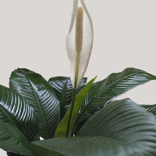 Spathiphyllum 'Peace Lily' Indoor Plants 3" Pot Austin Jungle Co.