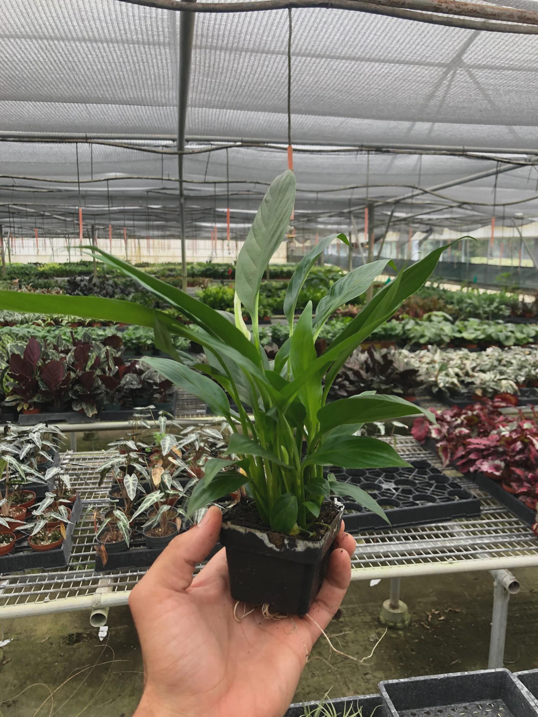 Spathiphyllum 'Peace Lily' Indoor Plants 3" Pot Austin Jungle Co.