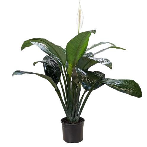 Spathiphyllum 'Peace Lily' Indoor Plants 8" Pot Austin Jungle Co.