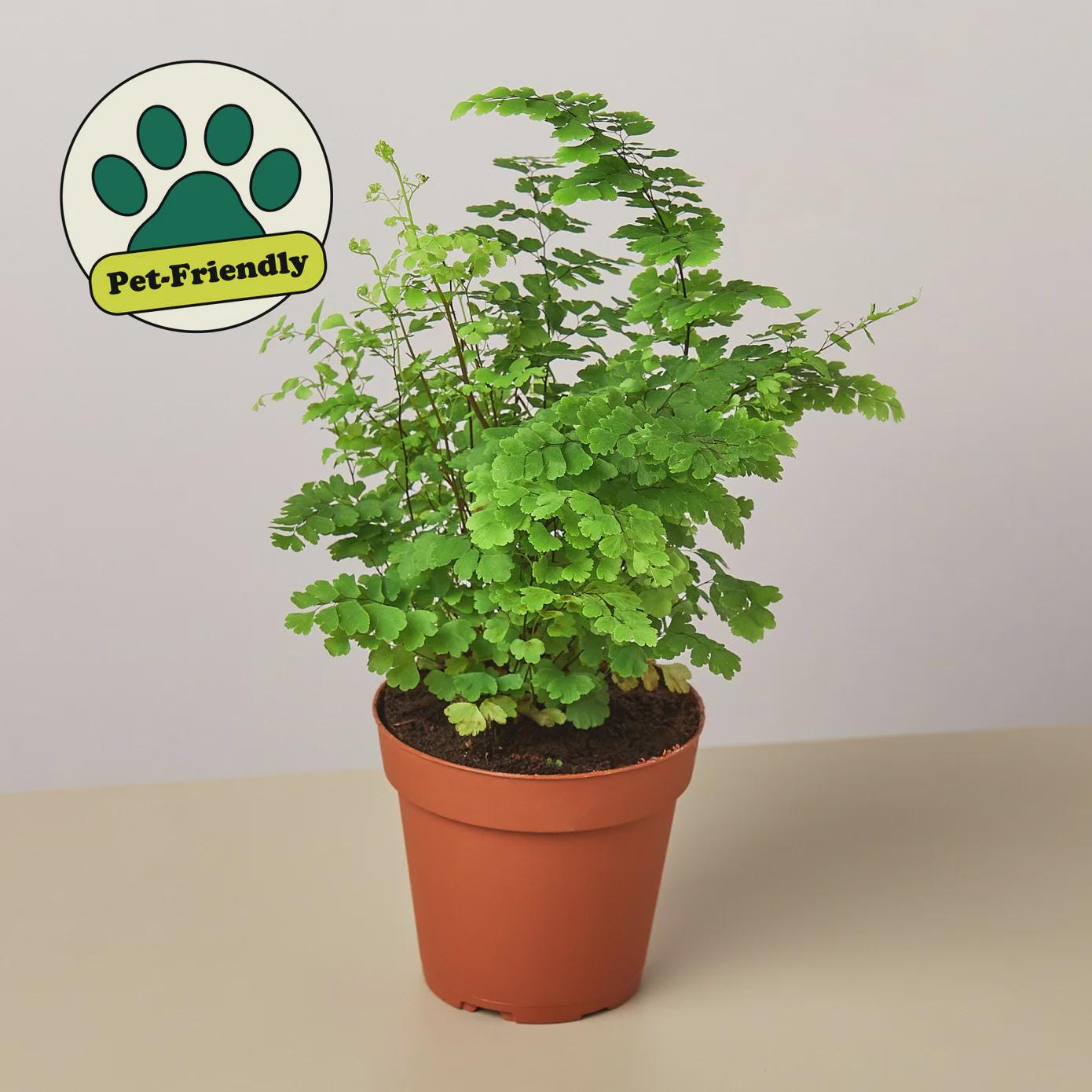 Maidenhair Fern Indoor Plants 4" Pot / Nursery Pot Austin Jungle Co.